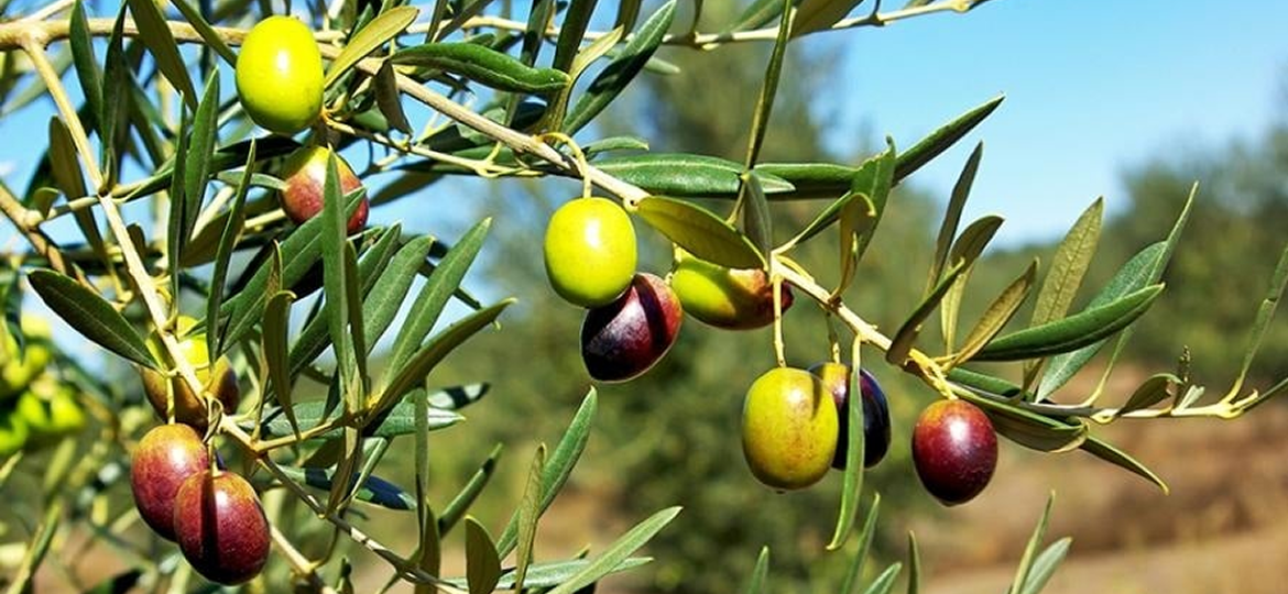 téléchargement olive 2