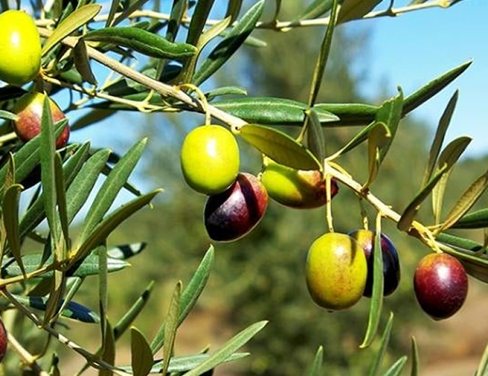 téléchargement olive 2